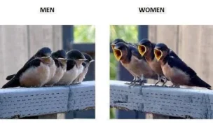 birdsmenwomen7fr4q.webp