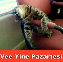 5608e97eae78490e60c3f50b.webp