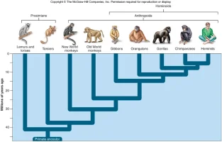 4139_62_primate-clade-tree.webp
