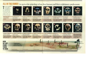 human-evolution-key-hominid-species-skulls-article.webp