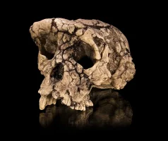 _712px-sahelanthropus_tchadensis_-_tm_266-01-060-1.webp