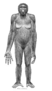 4145_62_ardipithecus_ramidus.webp