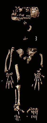 6_62_230px-ardipithecis_ramidus_skeleton_1994-1996.webp
