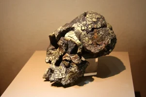 4147_62_kenyanthropus_platyops_skull_model.webp
