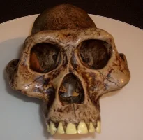 _62_615px-australopithecusafarensis_reconstruction.webp