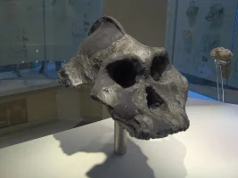 4152_62_800px-paranthropus_aethiopicus.webp