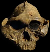 4153_62_paranthropus-boisei-nairobi.webp