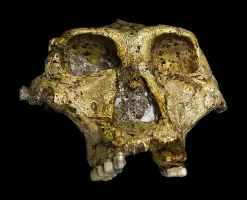 54_62_739px-original_of_paranthropus_robustus_face.webp