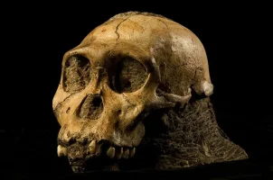 4156_62_800px-australopithecus_sediba.webp