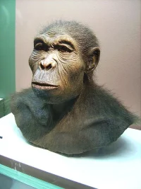 4162_62_450px-homo_habilis.webp