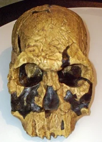 4163_62_432px-homo_rudolfensis.webp