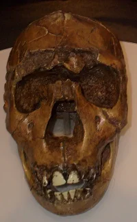 4165_62_369px-homo_ergaster2.webp