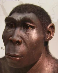 4168_62_homo_erectus_new.webp