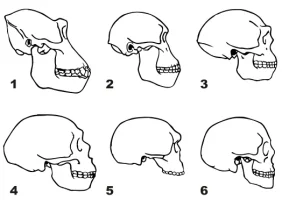 4169_62_craniums_of_homosvg.webp
