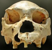 4171_62_620px-homo_heidelbergensis-cranium_-5.webp