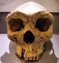 4174_62_563px-broken_hill_skull_replica01.webp