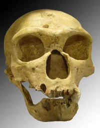 4176_62_homo_sapiens_neanderthalensis.webp