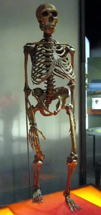 4177_62_282px-neanderthalensis.webp