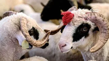 Belçika'da Boykot Çağrısı Kurban Satışlarını Vurdu