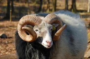 kurban-tesrik-tekbirleri.webp