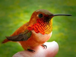 aves336.webp
