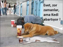 Zor Zamanlar Ama Kedi Abartmış