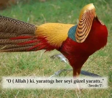 Allah ac , herşeyi en güzel şekilde yaratmıştır.