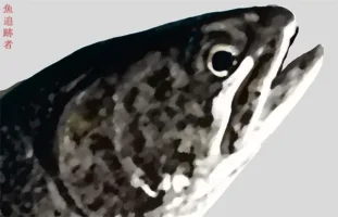 finespotte.webp