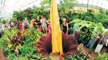 Dünyanın en kötü kokan çiçeği ”TİTAN ARUM” (Amorphophallus titanum)