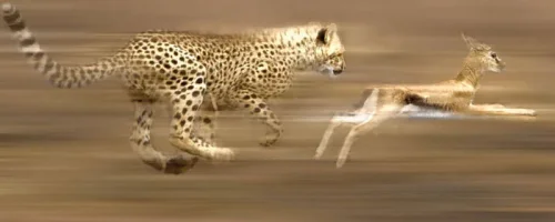 naturalsel.webp