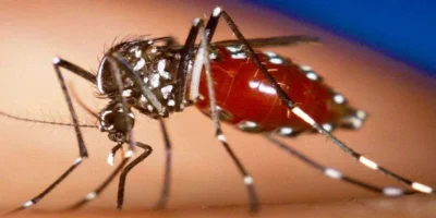 Zika Virüsü Nedir? Belirtileri Nelerdir ve Nasıl Korunulur?