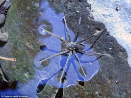 dolomedes2.webp