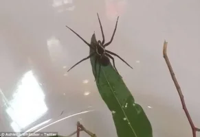 dolomedes3.webp