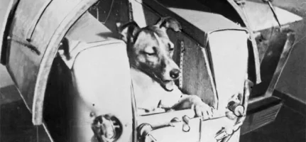 laika.webp