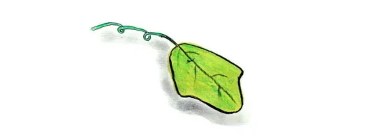 sarmasik3.webp