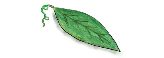 sarmasik4.webp