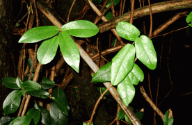 sarmasik5.gif