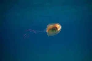 denizaqmq.webp
