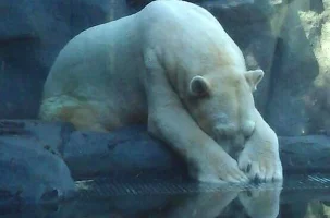 Kutup Ayısı Arturo 30 Mutsuz Yılın Ardından Hayvanat Bahçesinde Delirerek Öldü