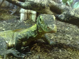 komodo2.webp