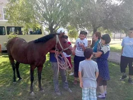 Böbrek Taşı Düşürmek İçin At Çalmış