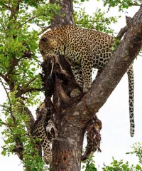 yamyamefe.webp