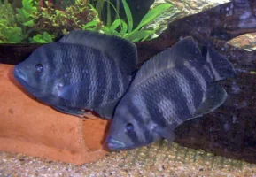 tilapia.webp