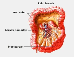 Mezenter -  İnsan Vücudunda Yeni  Keşfedilen Organ