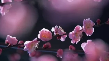 1755405_0_1487434337kIurp.webp