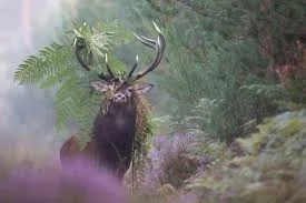5pgl09Q2oOZcF8Y453bdFMywVGmvqZki4VyZQSAeRg2q1KdbOg.webp