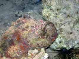 tas-baligi-2.webp