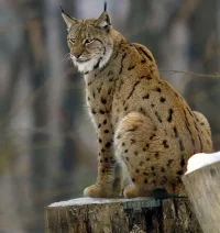 vasak.webp