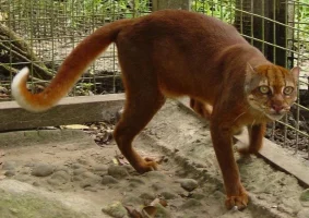borneo.webp