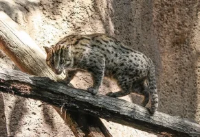 balikci_kedi.webp